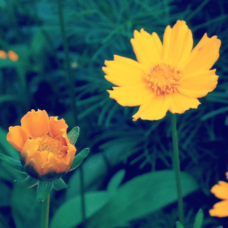 Happy Friday, peeps, from these little orange girls - photo print - Additional Image 1