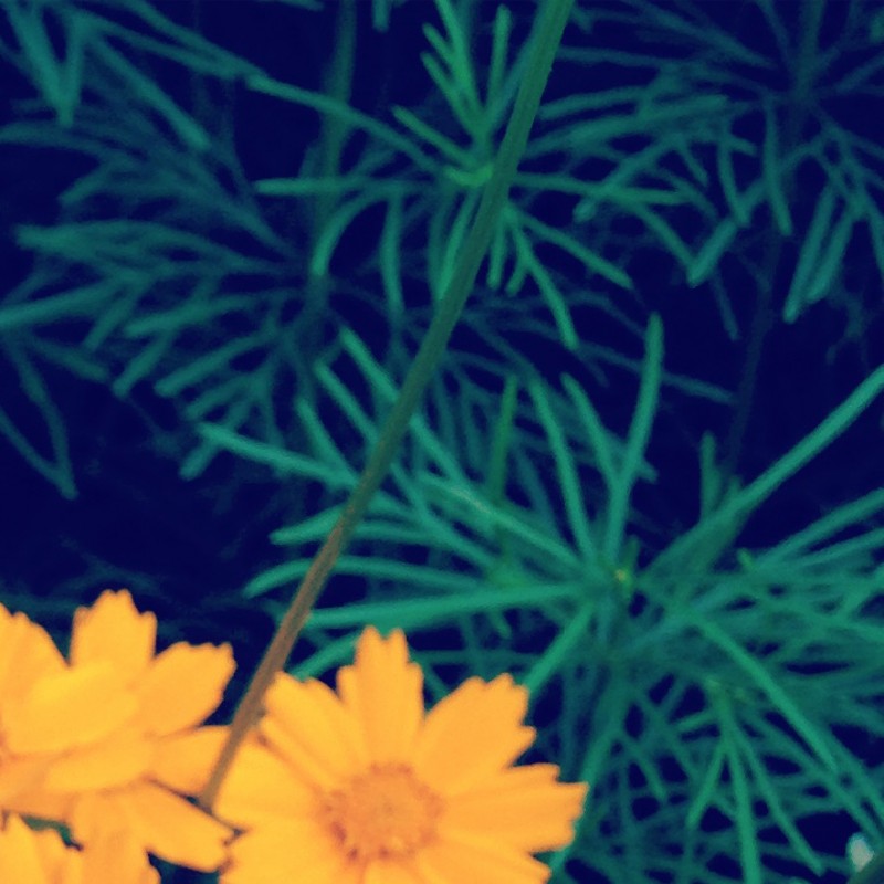 Happy Friday, peeps, from these little orange girls - photo print - Additional Image 2