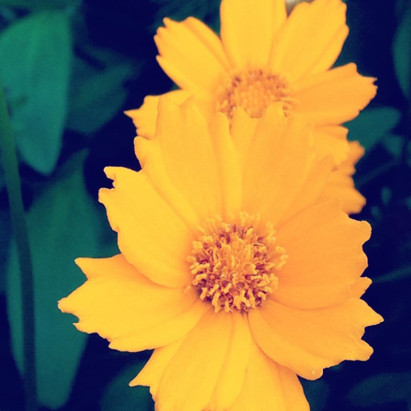 Happy Friday, peeps, from these little orange girls - photo print - Additional Image 3