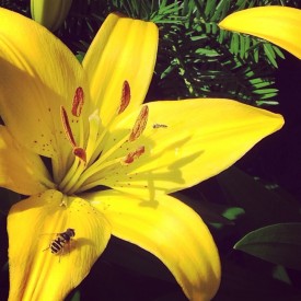 Hornet getting a little sun on the yellow lilies - photo print
