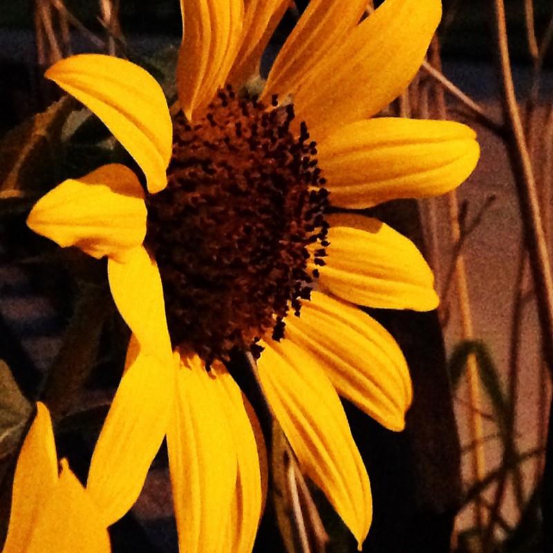 Sunflowers after sunset - photo print - Additional Image 1