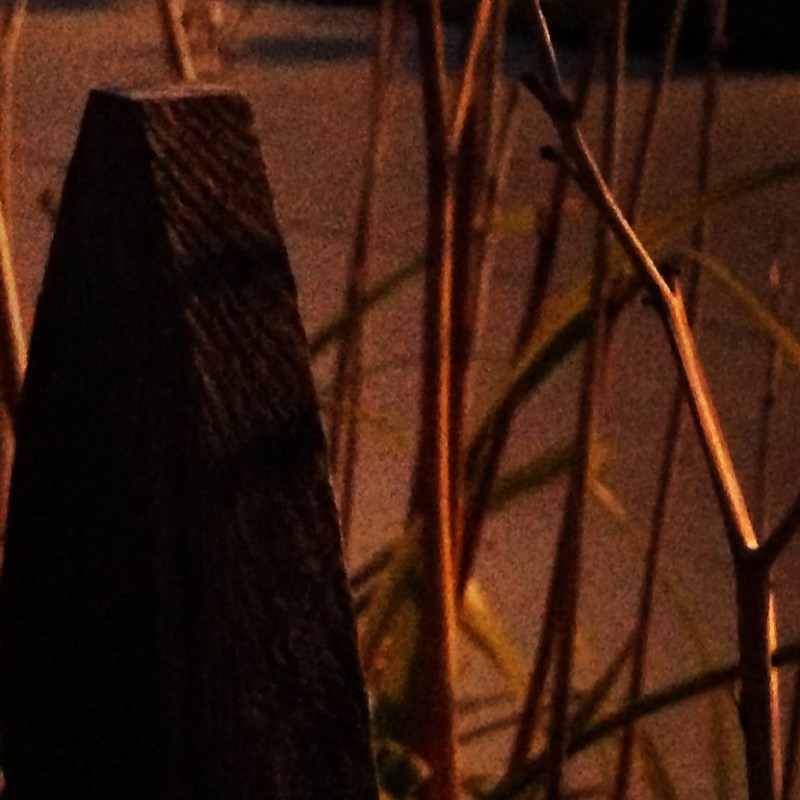 Sunflowers after sunset - photo print - Additional Image 2