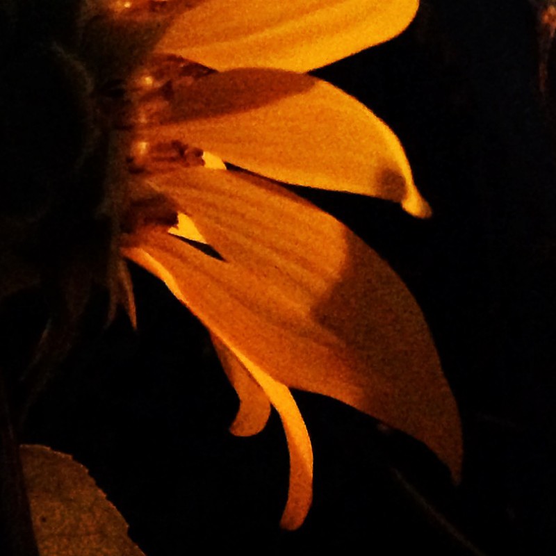 Sunflowers after sunset - photo print - Additional Image 3
