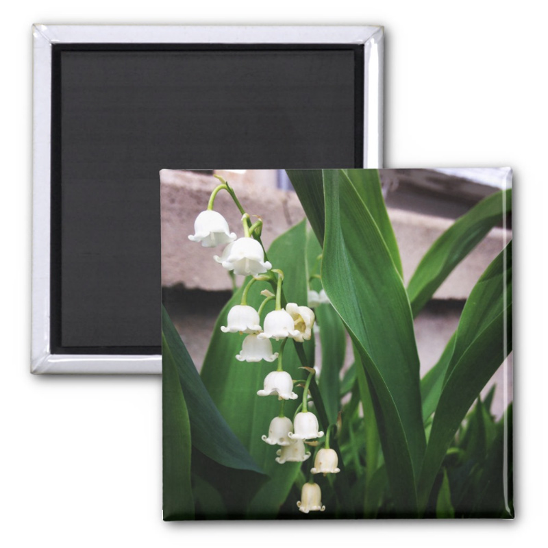Adorable Lily of the Valley - 2 inch magnet - Additional Image 5