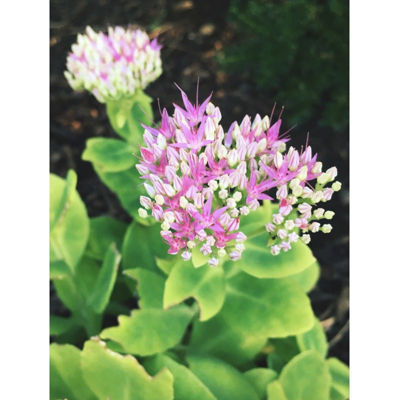 Another pink and white flower - photo print - Primary Image