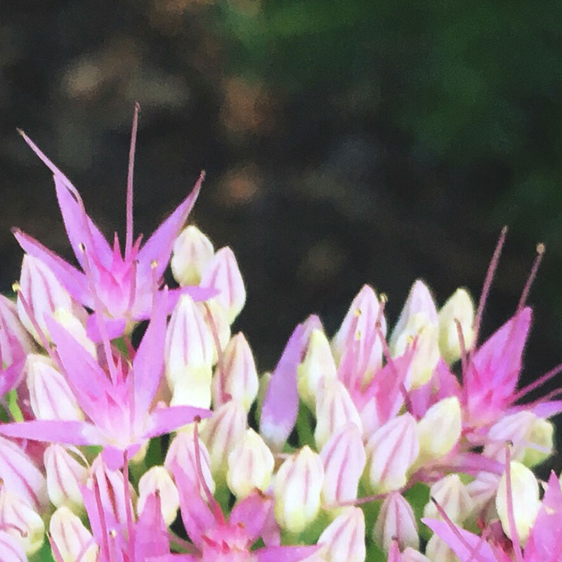 Another pink and white flower - photo print - Additional Image 1