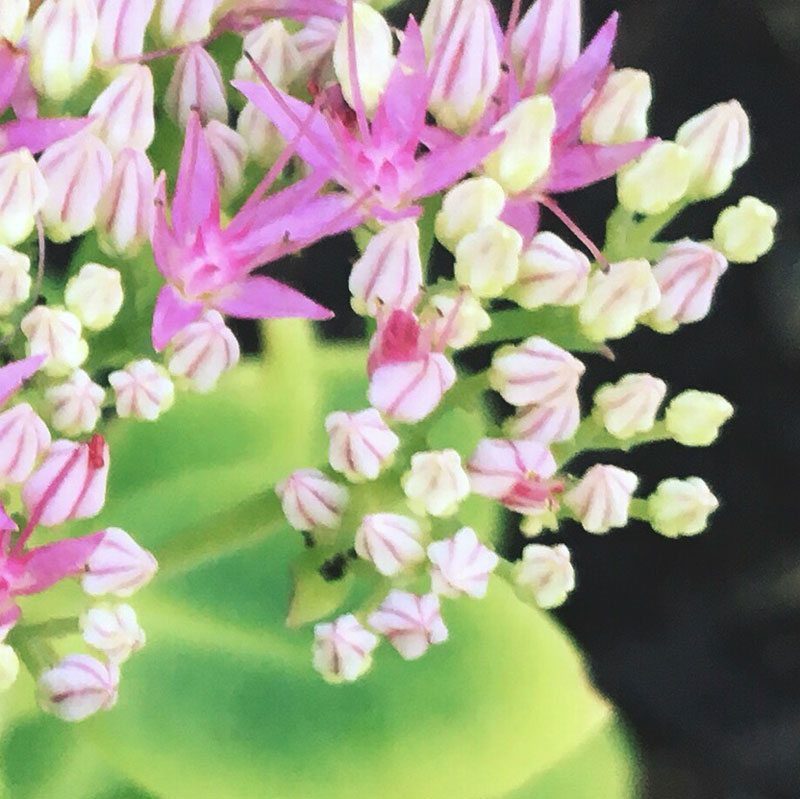Another pink and white flower - photo print - Additional Image 2