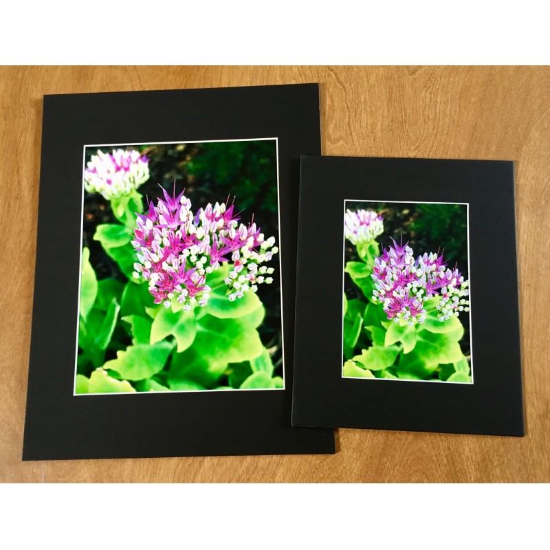 Another pink and white flower - photo print - Additional Image 4