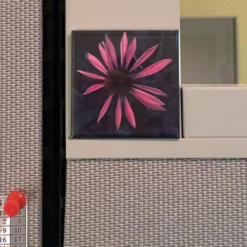 Baby Purple Coneflower - 2 inch magnet - Additional Image 2