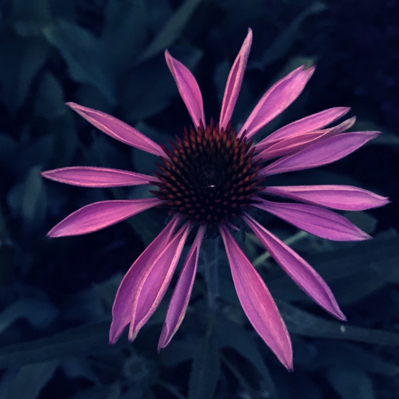 Baby Purple Coneflower - photo print - Primary Image
