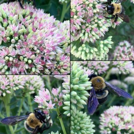 Bee with purple wings on flowers collage - photo print