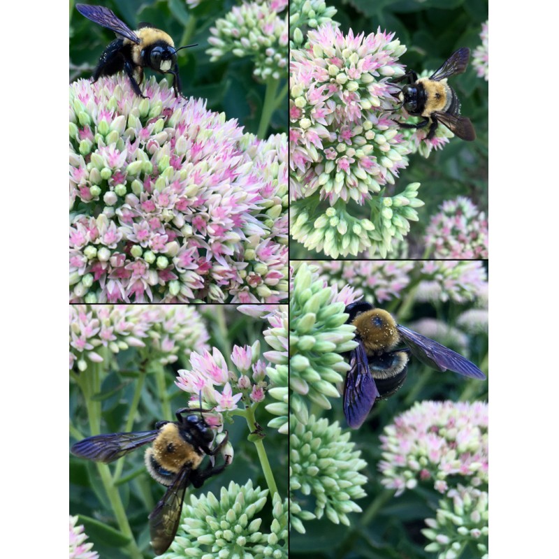 Bee with purple wings on flowers collage - photo print - Primary Image