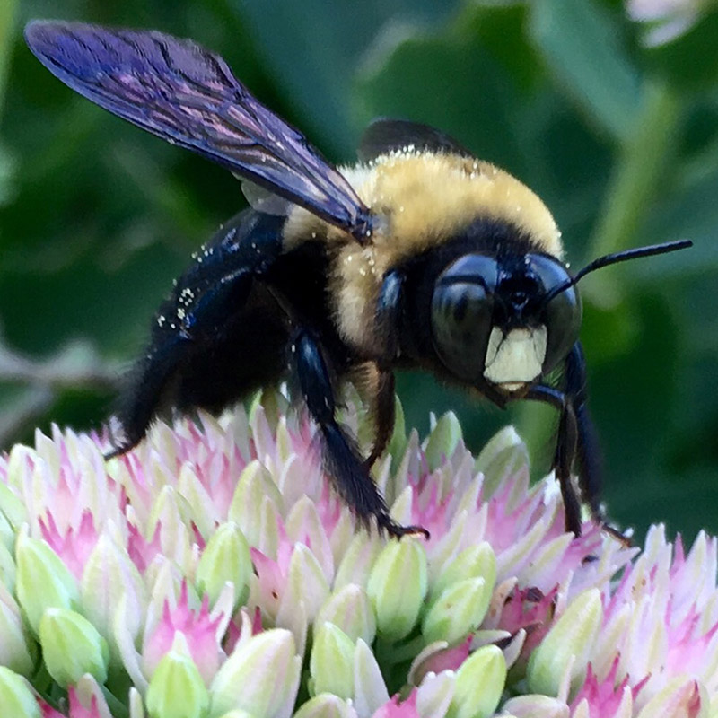 Bee with purple wings on flowers collage - photo print - Additional Image 1