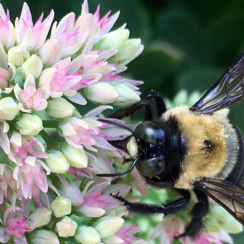 Bee with purple wings on flowers collage - photo print - Additional Image 2