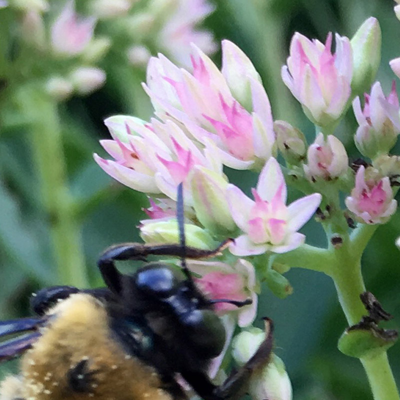 Bee with purple wings on flowers collage - photo print - Additional Image 3