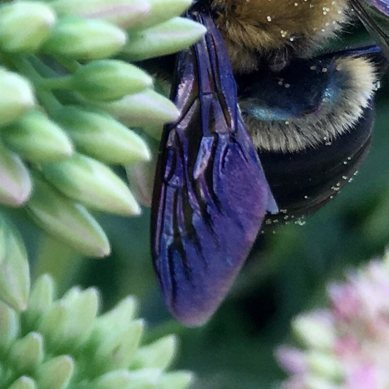 Bee with purple wings on flowers collage - photo print - Additional Image 4