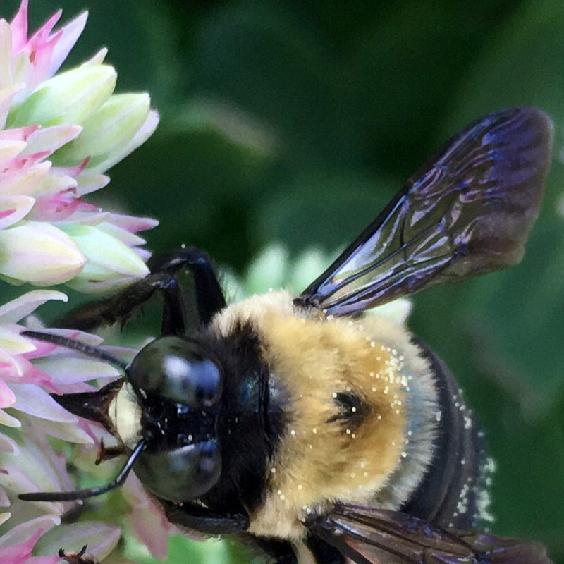 Bee with purple wings on flowers east - photo print - Additional Image 1