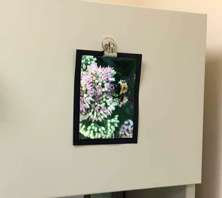 Bee with purple wings on flowers east - photo print - Additional Image 4