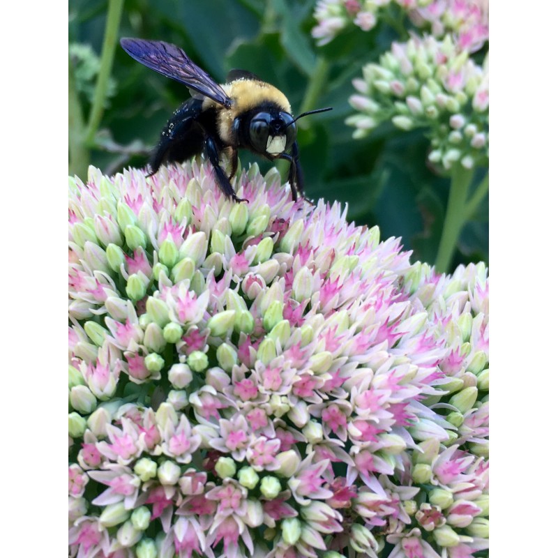 Bee with purple wings on flowers north - photo print - Primary Image