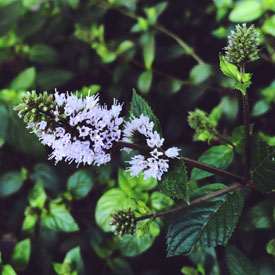 Blooming mint for your Monday - photo print