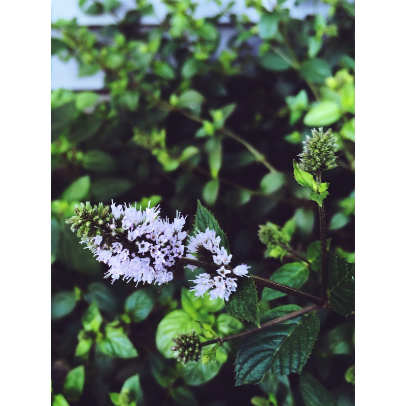 Blooming mint for your Monday - photo print - Primary Image