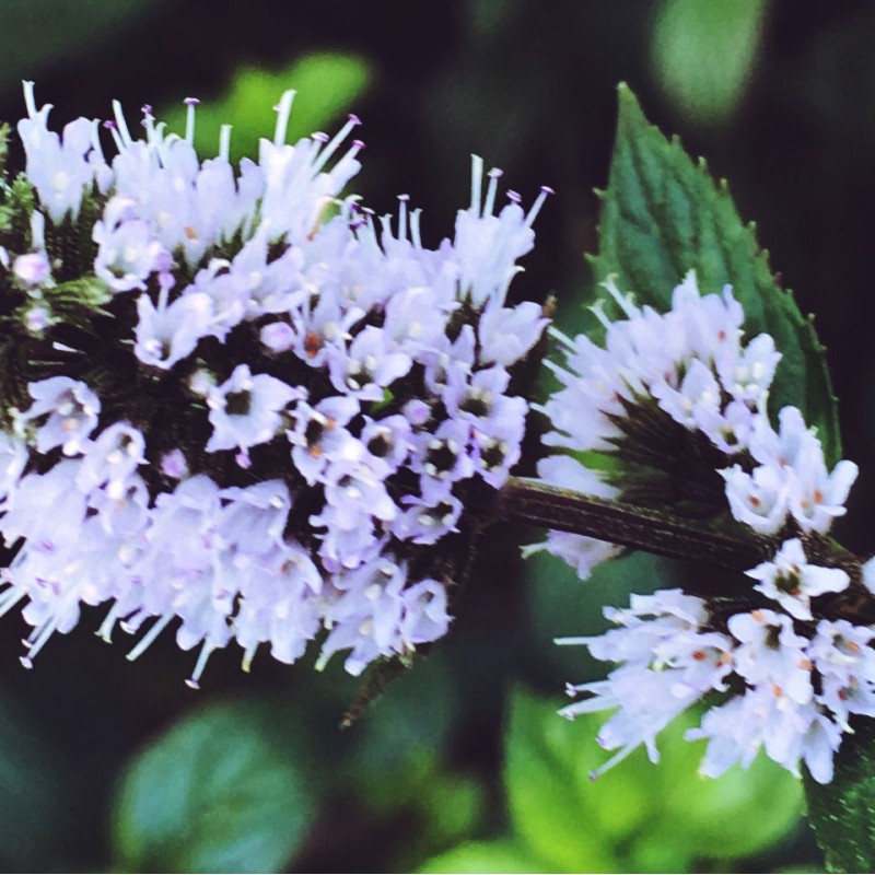 Blooming mint for your Monday - photo print - Additional Image 1