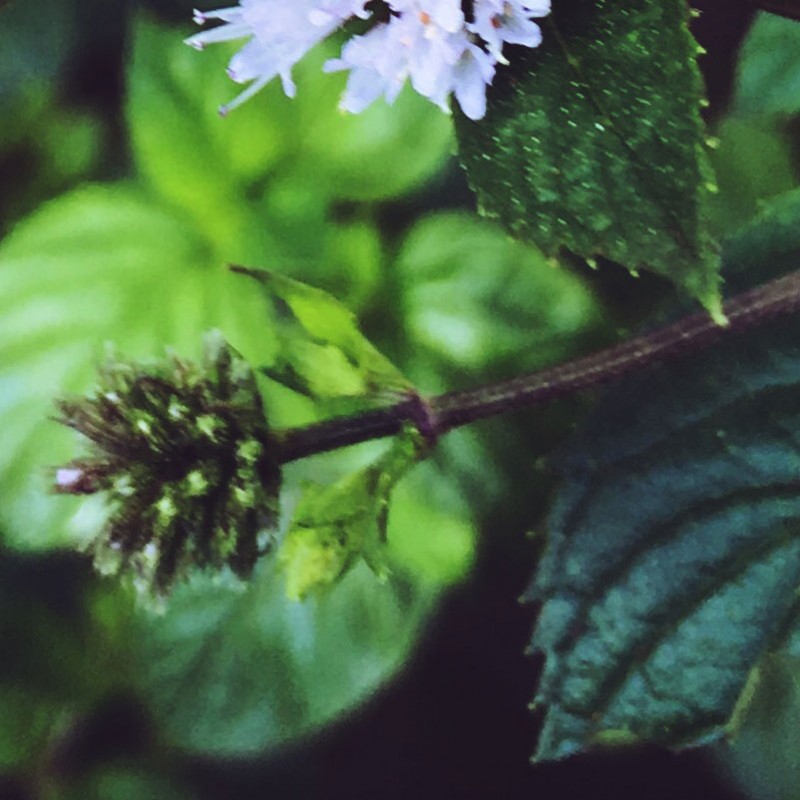 Blooming mint for your Monday - photo print - Additional Image 2