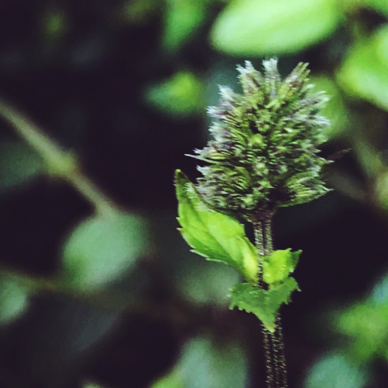 Blooming mint for your Monday - photo print - Additional Image 3