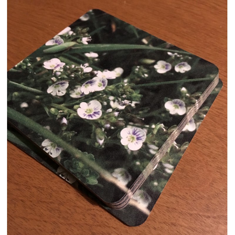 Blooming Spiderwort on Mother’s Day - coaster set - Primary Image