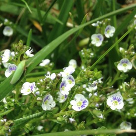 Blooming Spiderwort on Mother’s Day - photo print