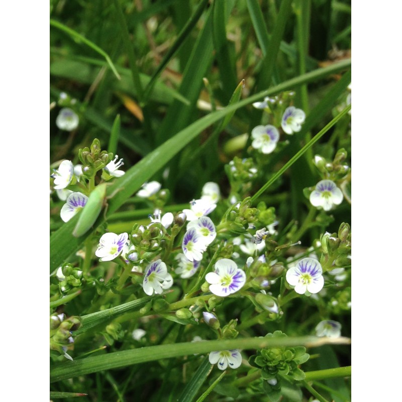 Blooming Spiderwort on Mother’s Day - photo print - Primary Image