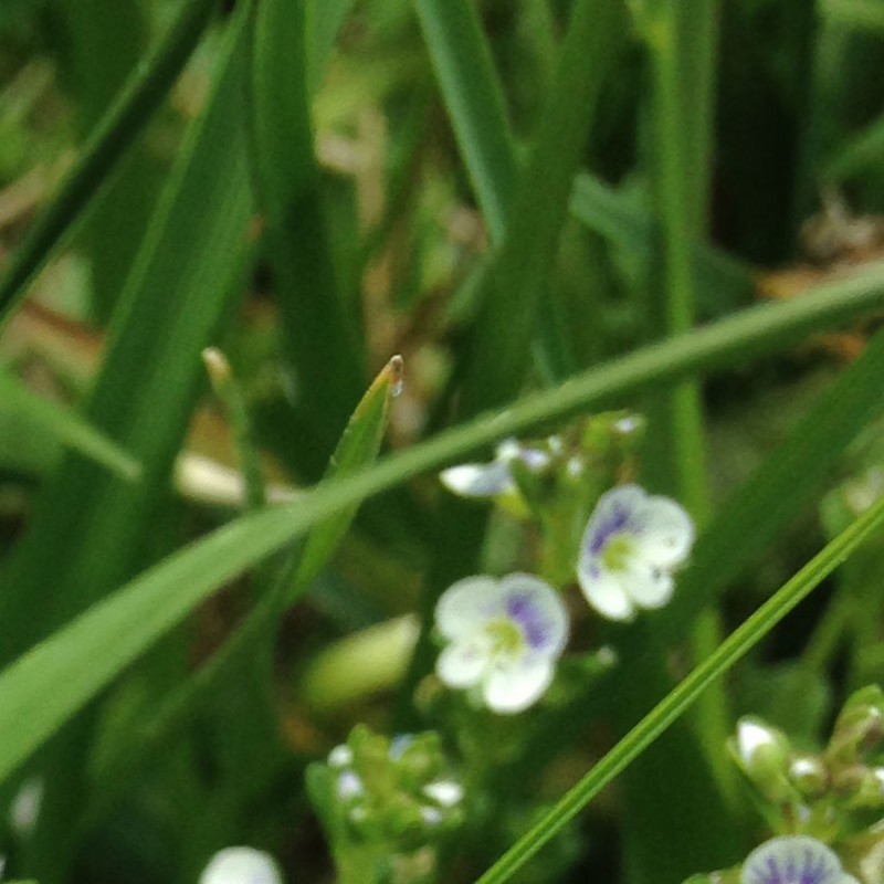 Blooming Spiderwort on Mother’s Day - photo print - Additional Image 2