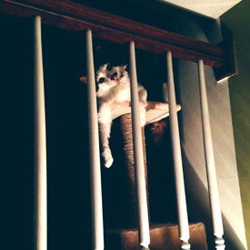 Cat posing for a 70s horror movie poster - photo print