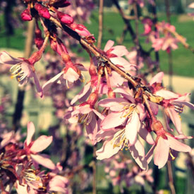 Cherry willow starting to bloom - photo print