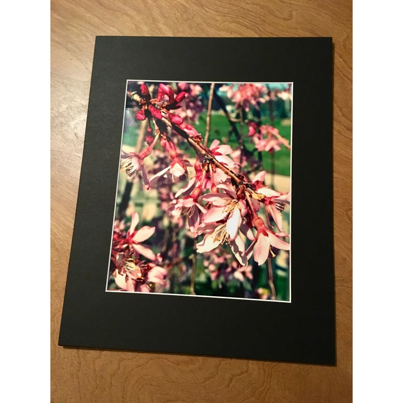 Cherry willow starting to bloom - photo print - Additional Image 4