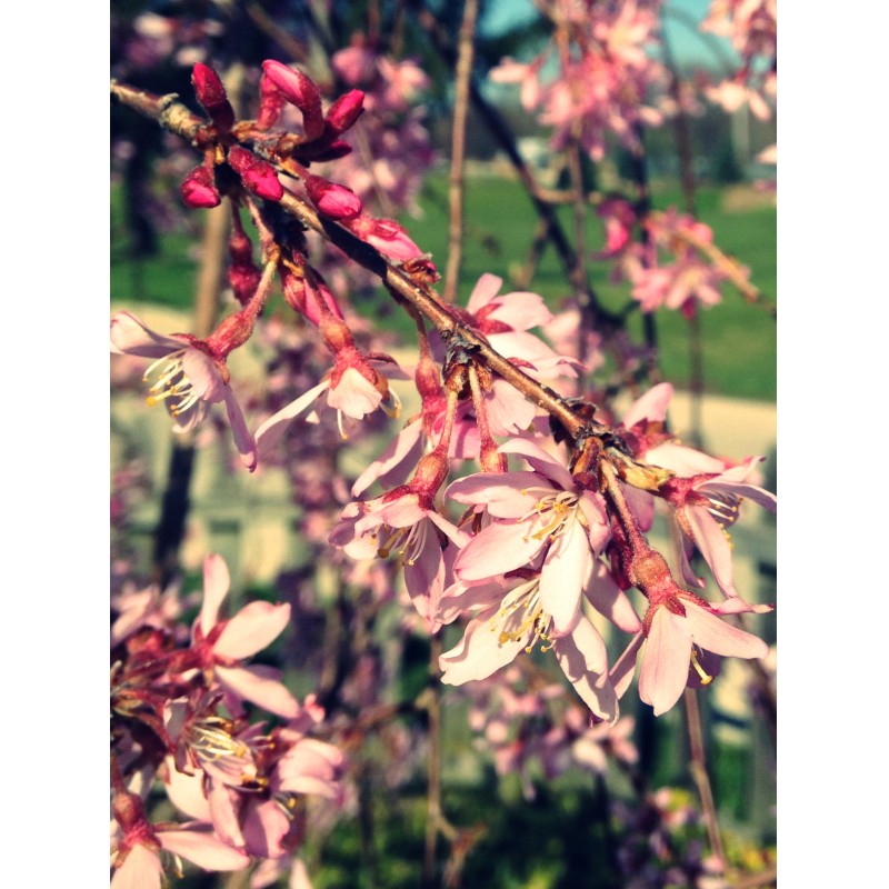 Cherry willow starting to bloom - photo print - Primary Image