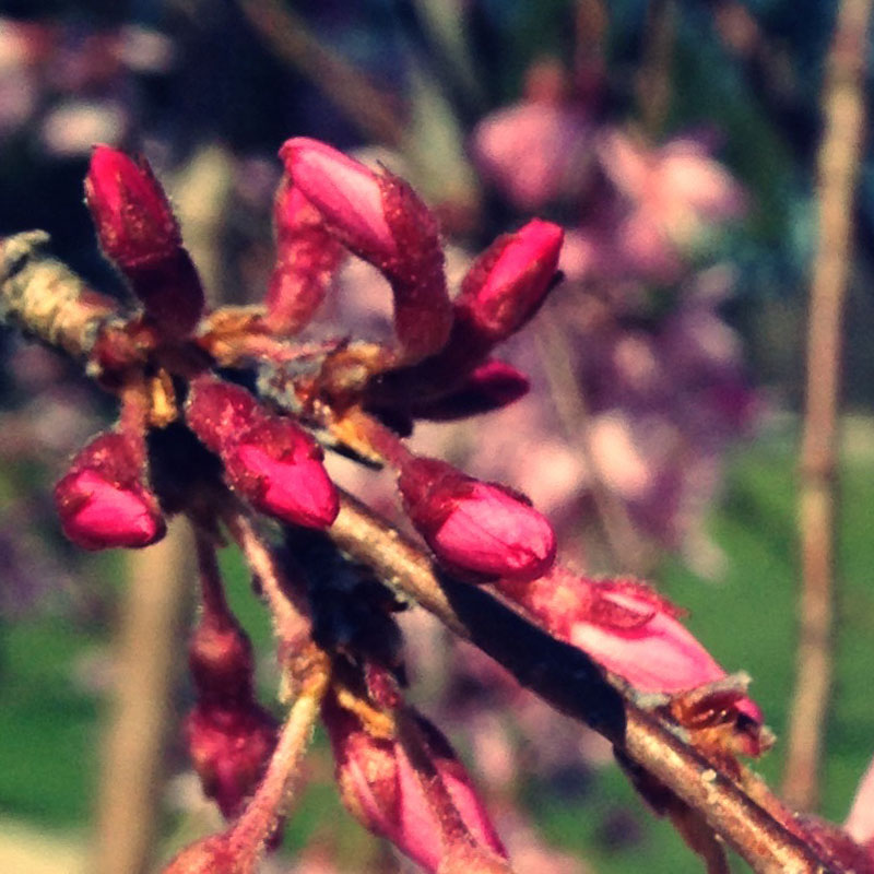 Cherry willow starting to bloom - photo print - Additional Image 1