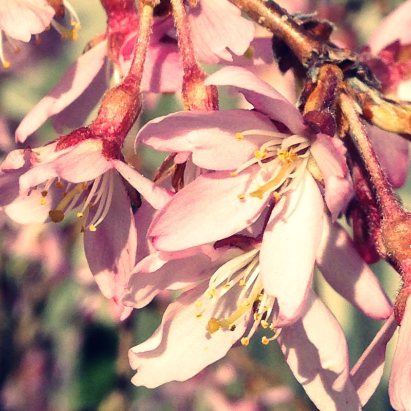 Cherry willow starting to bloom - photo print - Additional Image 2