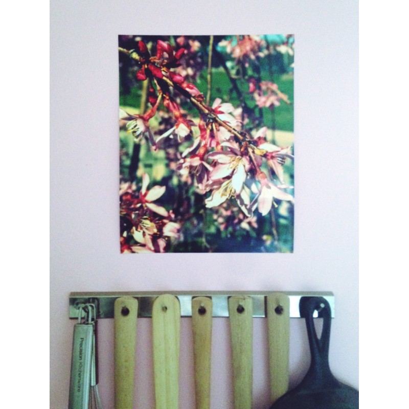 Cherry willow starting to bloom - photo print - Additional Image 3