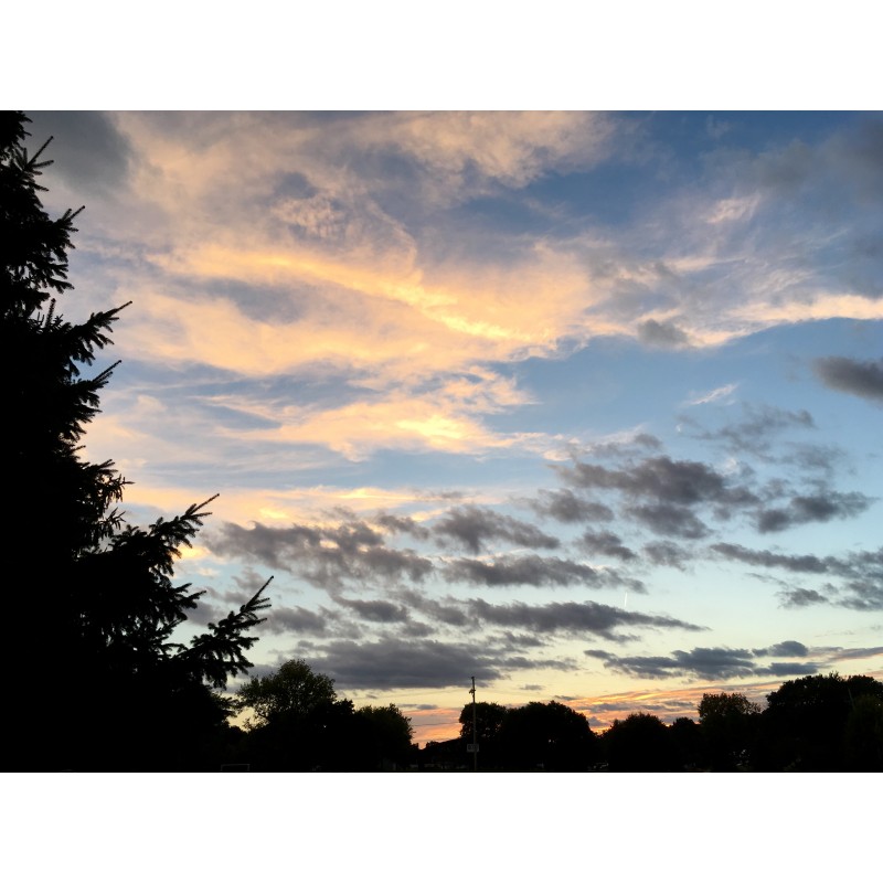 Evergreen silhouette against painted clouds - photo print - Primary Image