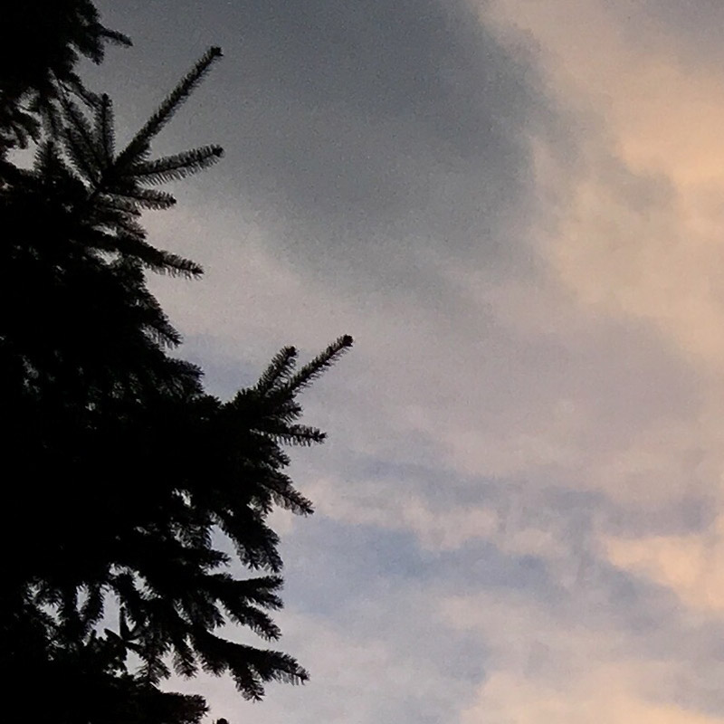 Evergreen silhouette against painted clouds - photo print - Additional Image 1