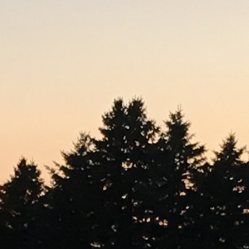 Evergreen silhouettes on the lake - photo print - Additional Image 2