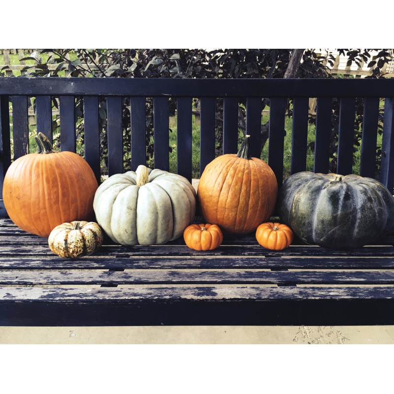 Finally got some pumpkins for 2016 - photo print - Primary Image