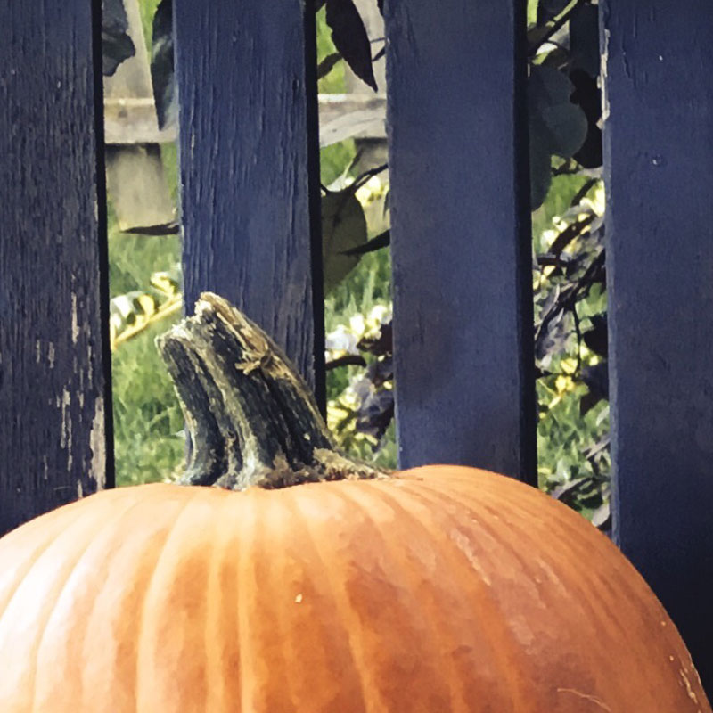 Finally got some pumpkins for 2016 - photo print - Additional Image 1
