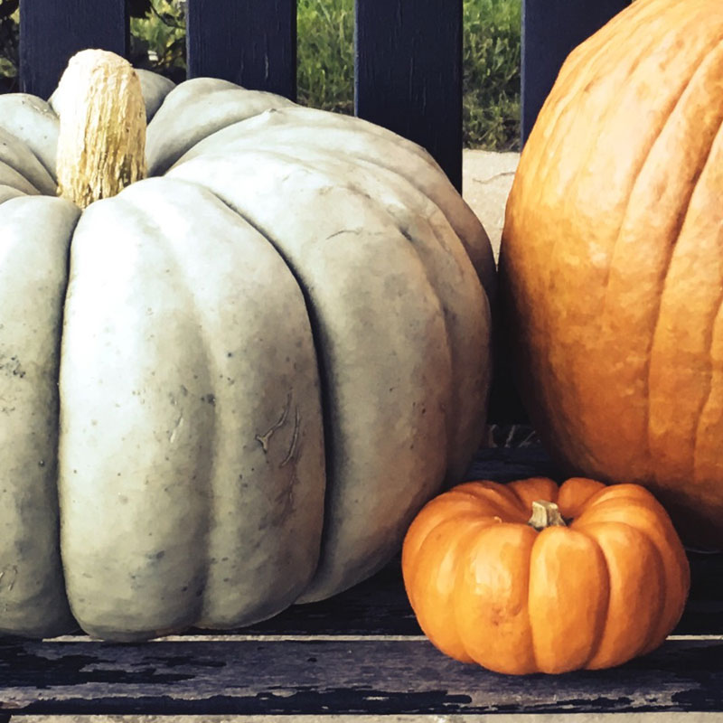 Finally got some pumpkins for 2016 - photo print - Additional Image 2