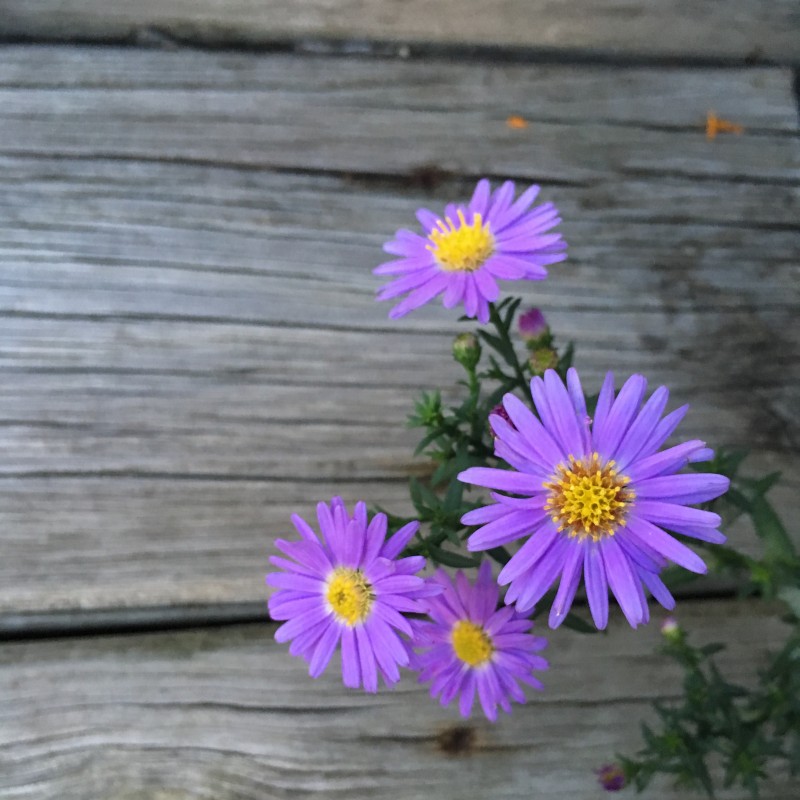 Four lavender flowers - photo print - Primary Image