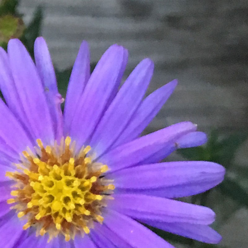 Four lavender flowers - photo print - Additional Image 1
