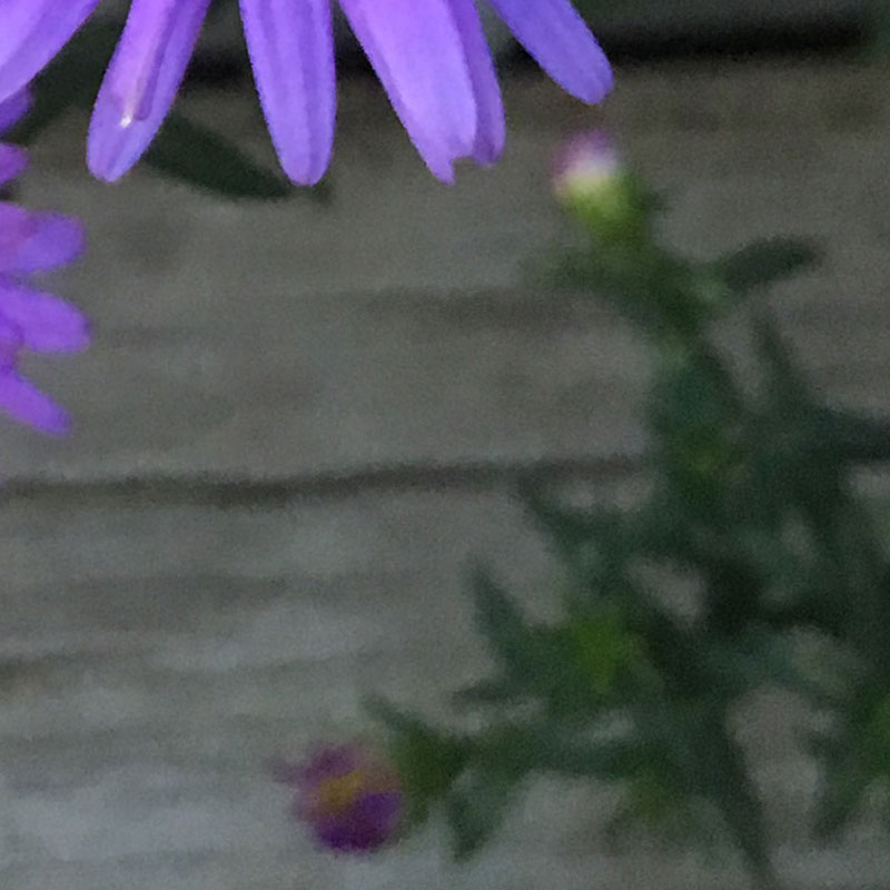 Four lavender flowers - photo print - Additional Image 2