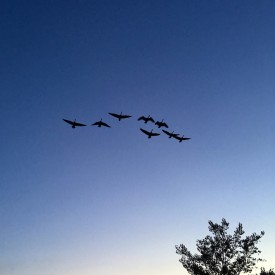 Geese on a twilight blue sky - photo print