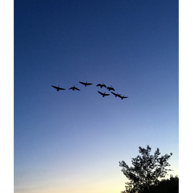 Geese on a twilight blue sky - photo print - Primary Image
